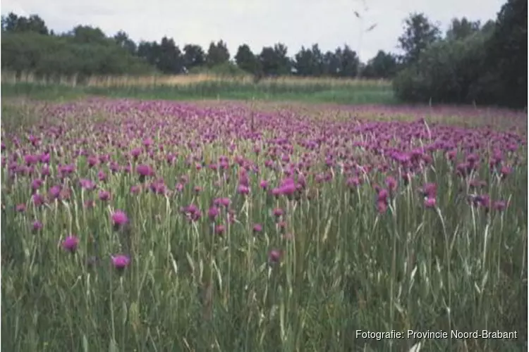 Brabant ontvangt € 80 miljoen voor extra impuls natuur