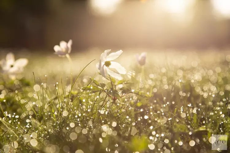 Wisselvallige start van de week, later weer droog en zonnig