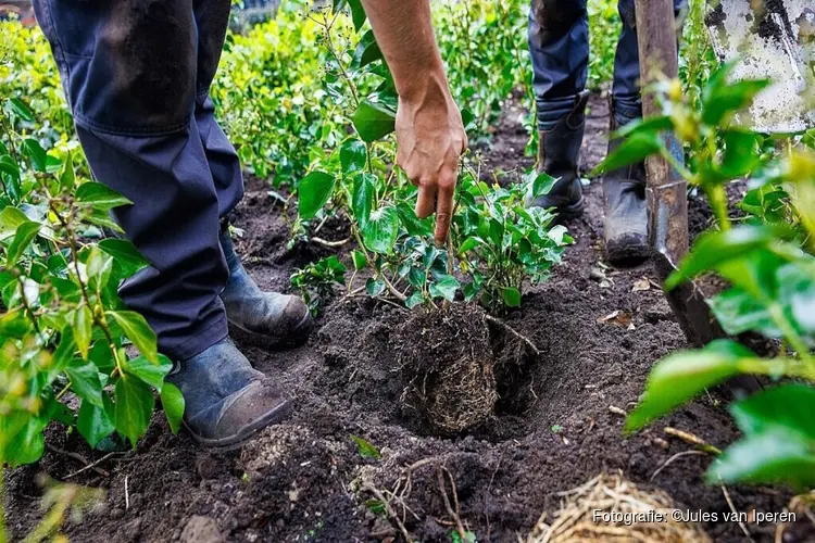 Meer groen, spelen en ontmoeten in de Uitvindersbuurt