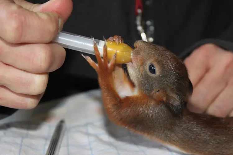 Provincie steekt helpende hand toe bij opvang wilde dieren