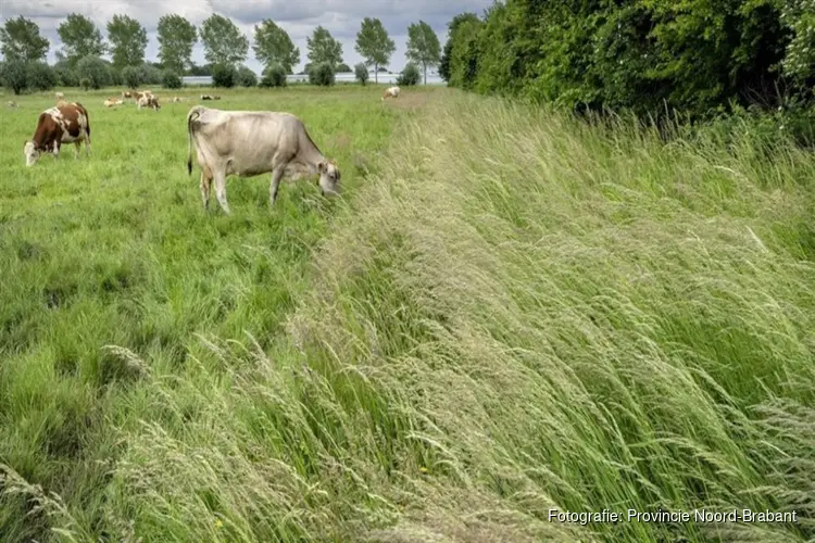 Provincie Brabant zet extra in op duurzaam en extensief grondgebruik